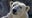 North Carolina Zoo mourns the loss of beloved polar bear weeks before 20th birthday