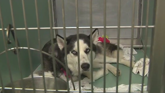 Animal Care Centers of NYC no longer taking in dogs due to overcrowding