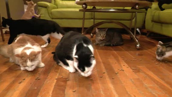 Husband, wife take care of special needs kittens through their rescue