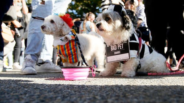 Tompkins Square Park Halloween Dog Parade back on, fur-real this time