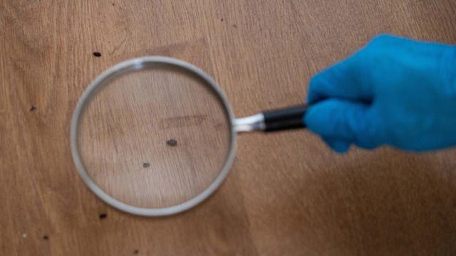 Bed bugs: How to prevent the unwanted globetrotters