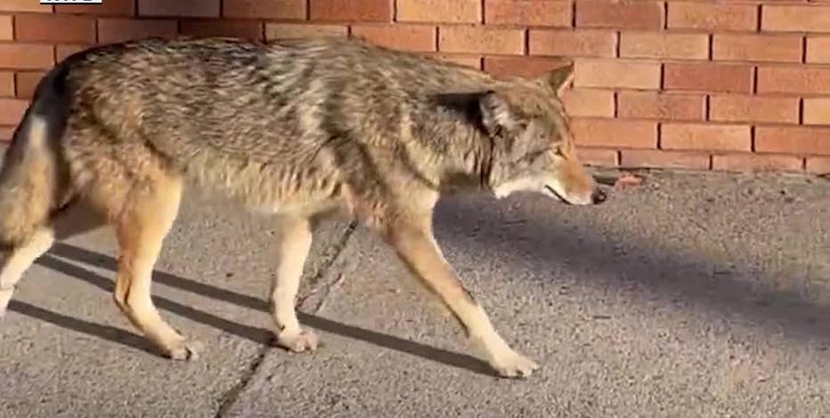 How coyotes live among us in NYC: 'They’re New Yorkers, too!'