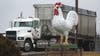 Jury finds that largest US egg producers conspired to rig the market to drive up prices