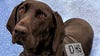 TSA releases 2024 Canine Calendar