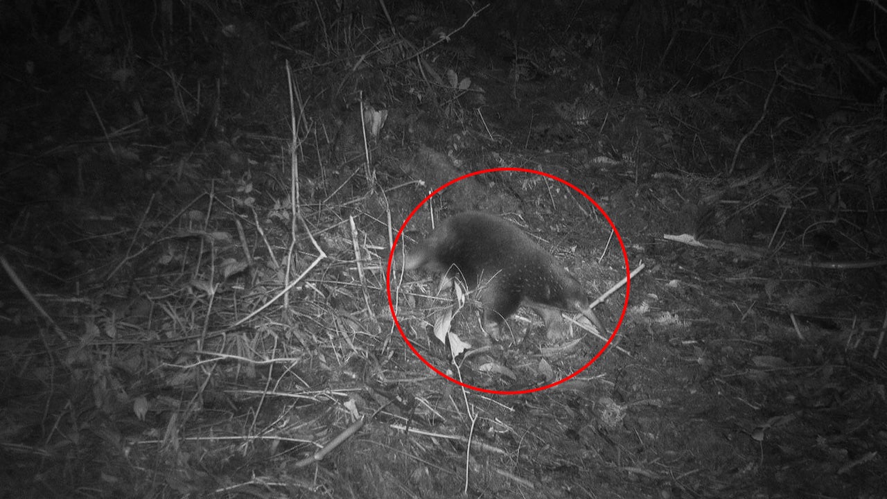 Echidna Named After David Attenborough Believed To Be Extinct ...