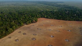 Amazon deforestation reaches lowest level in 5 years