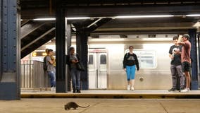 App shows which NYC subway stations are the rattiest