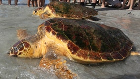 Sea turtle nests set records on beaches in US, but global warming endangers their survival