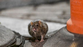 NYC is not the city with the most rats, but this one is: report