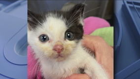 Rockland County students exposed to rabies after caring for kittens