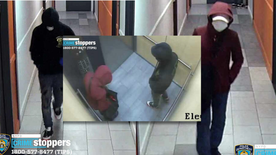 Bronx puppy heist: Group steals teacup poodles from apartment