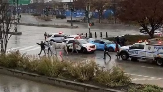 Horse breaks loose in Manhattan, drags coachman, collides with 4 other vehicles