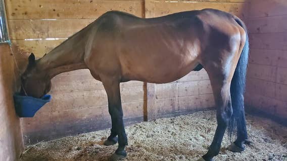 NYC carriage driver shown in video flogging horse is charged with animal cruelty