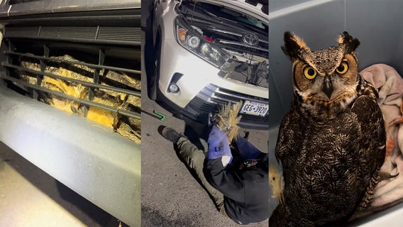 Owl's well that ends well: Suffolk County nonprofit rescues owl that got stuck in car's grill