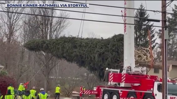 The countdown begins: Rockefeller Christmas tree makes journey to NYC!