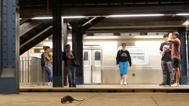 App shows which NYC subway stations are the rattiest