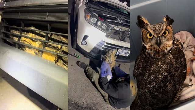 Owl's well that ends well: Suffolk County nonprofit rescues owl that got stuck in car's grill