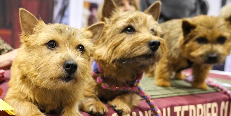 Who let the dogs out? Meet the Breeds returns in NYC
