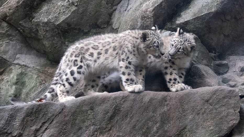 Discover the Bronx Zoo's newest stars: Adorable snow leopard cubs!