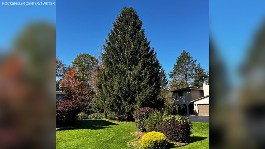 Rockefeller Center Christmas Tree: 80-foot Norway Spruce Gets The Nod!