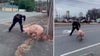 Watch: Officers wrangle loose pig near busy New Jersey road