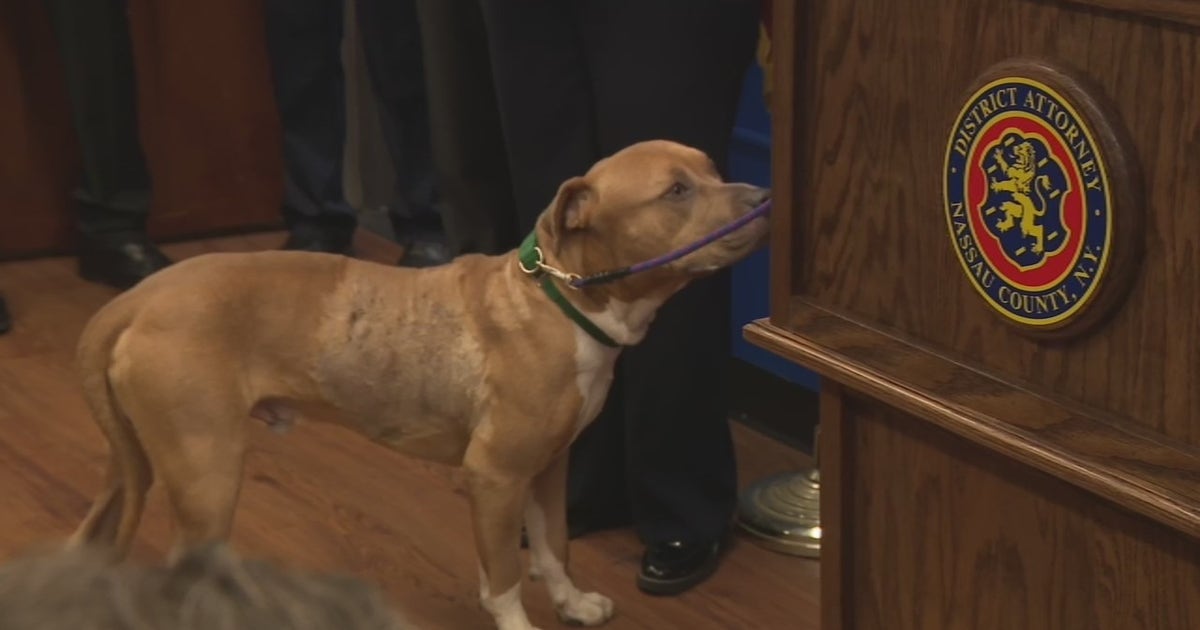 Dog found stabbed 17 times on Long Island | FOX 5 New York