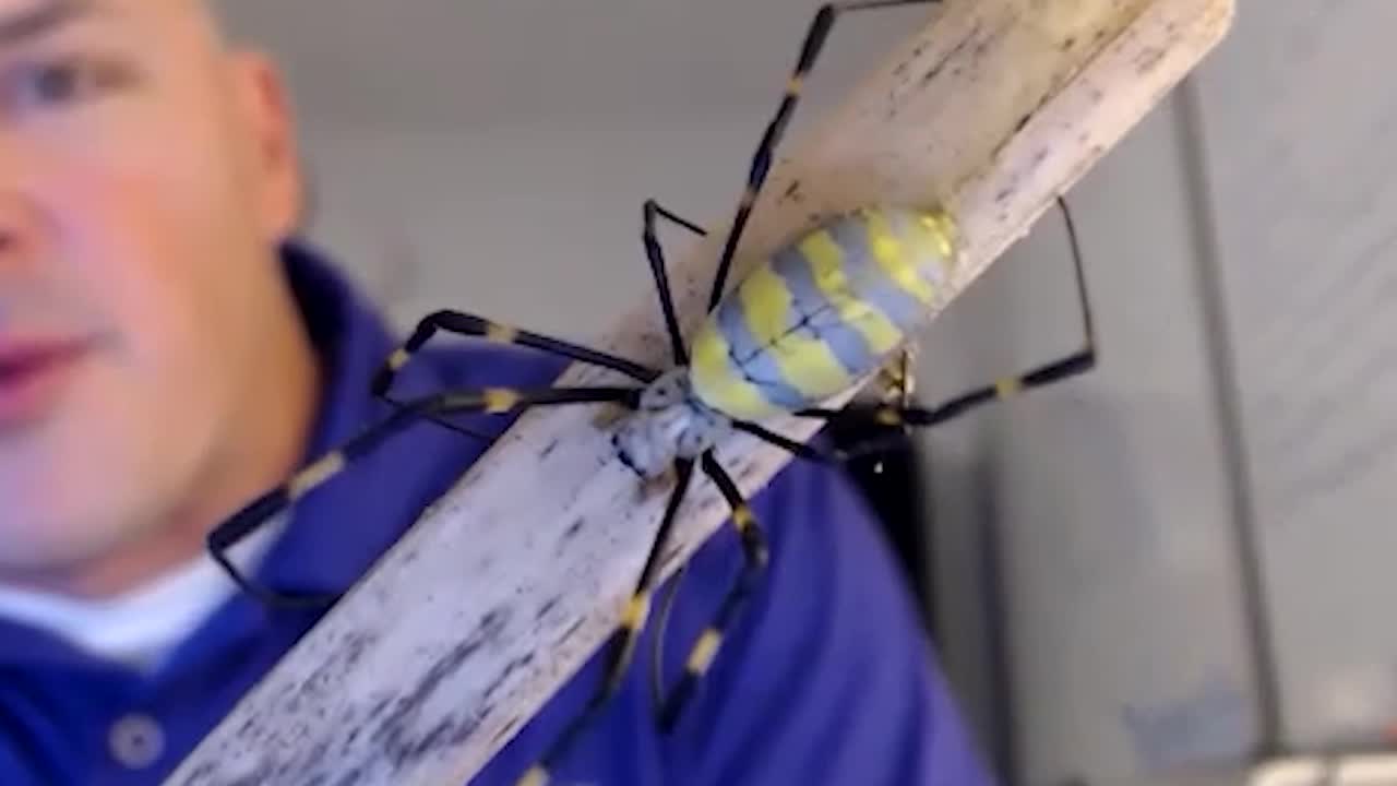 Joro蜘蛛可能很快“降落”在纽约：对人类有害吗？