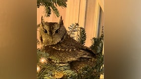 Yuletide owl found roosting in Kentucky family's Christmas tree for days before being found