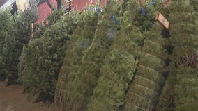 Christmas Tree prices are sky-high in NYC this year: Here's why