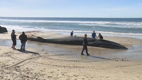 https://images.foxtv.com/static.fox5ny.com/www.fox5ny.com/content/uploads/2023/12/284/160/CA_WHALE_WASHED_ASHORE_AND_ROLLED_INTO_OCEAN__CHRISTELLE_KOUMOUE_PKG___Z19513863-copy.jpg?ve=1&tl=1