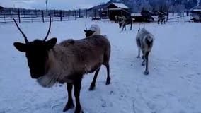 A day in the life of Santa Claus’ reindeer