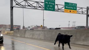 'There's a cow in the road': Cow runs wild on Grand Rapids freeway