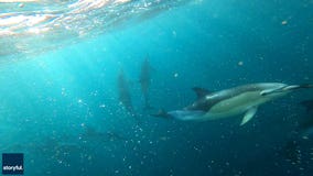 ‘The feeling was magical’: Fishermen spot hundreds of dolphins leaping through English channel