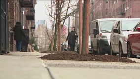 Controversial 'Charlie Brown-like' trees take center stage in Astoria