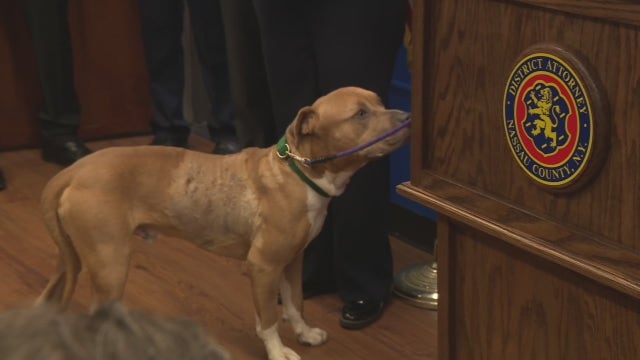 Dog found stabbed 17 times on Long Island