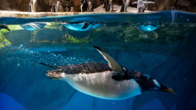 Tracking Santa: How penguins also brave arctic temperatures