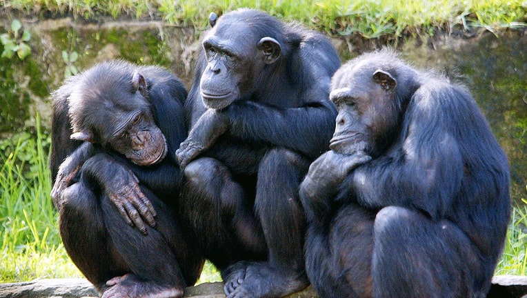 chimpanzees-getty-1.jpg