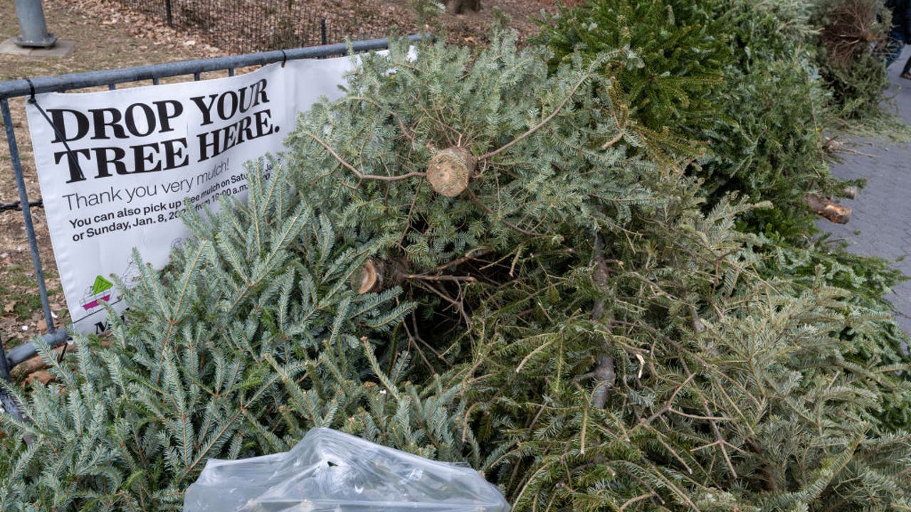 纽约市园艺废物处理节：最后机会回收你的圣诞树