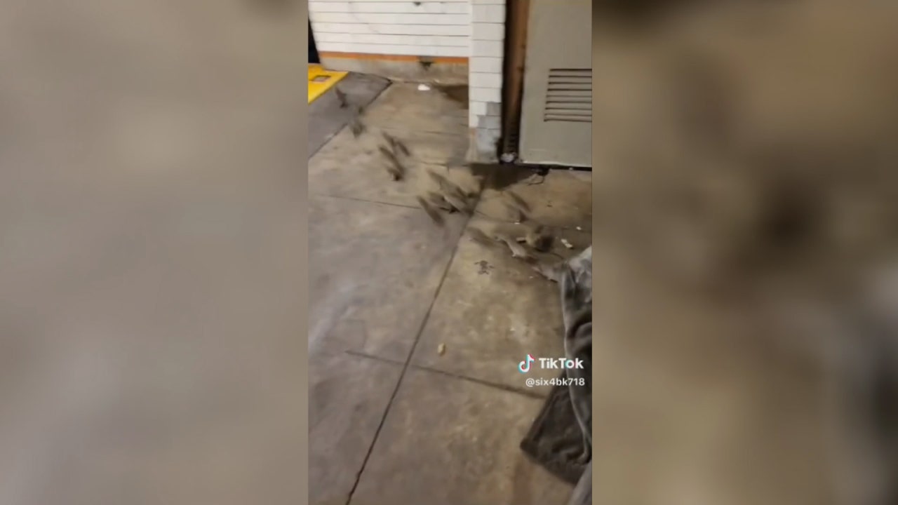 纽约地铁视频曝光：老鼠从人的毯子下蹿出来