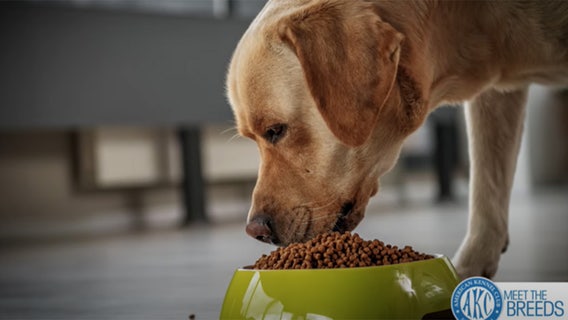 Ask the vet: Dog food dos and don'ts