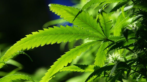 Cannabis facts and fiction