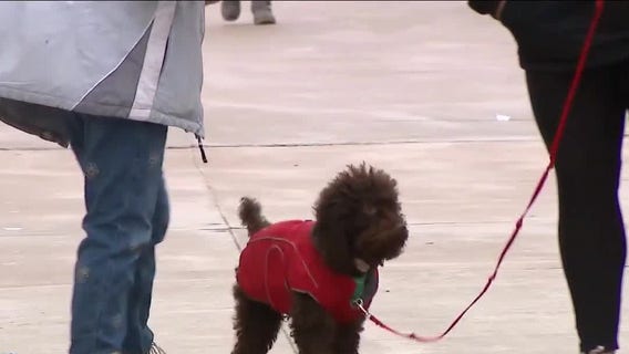 Montclair State University's Pebbles the 'Pupscot' helps out stressed students