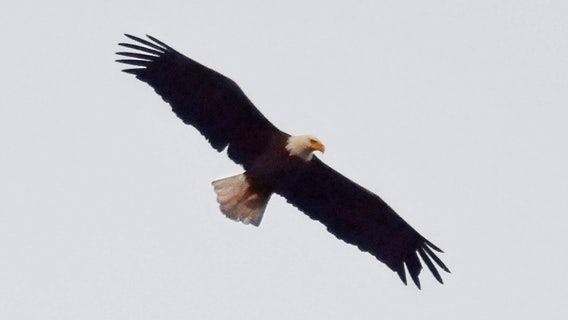 Celebrity bald eagle 'Rover' returns to Central Park