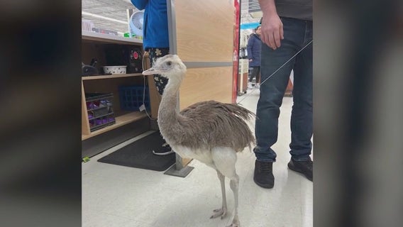 Man accused of hoarding over 100 exotic animals at Nassau County home