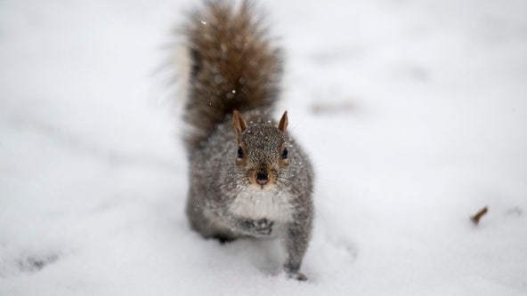 Snow totals: How much snow fell in NY, NJ, CT so far