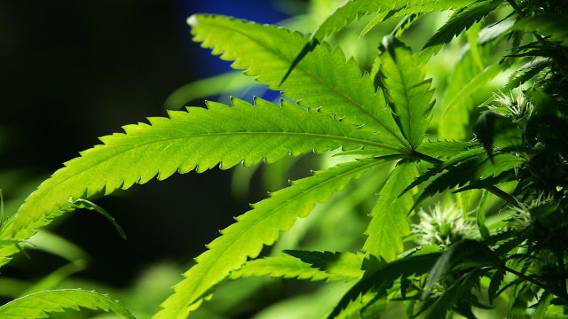 Cannabis facts and fiction