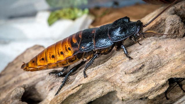 Crawling into Hearts: Bronx Zoo's 'Name a Roach' event creeps back for Valentine's Day