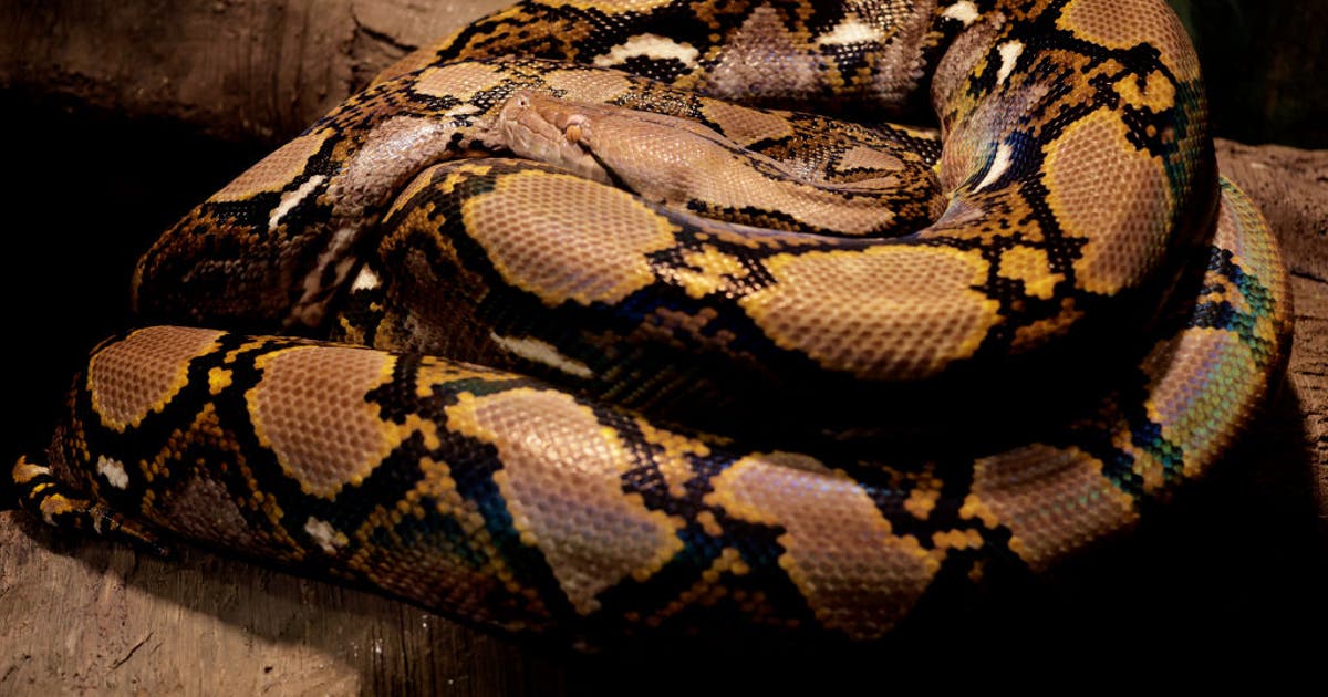 NYC man caught at border with pythons in his pants sentenced to ...