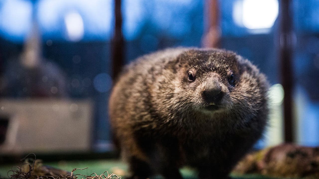 Staten Island Chuck’s Groundhog Day prediction How to watch live FOX