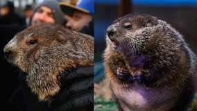 Who is more accurate? Punxsutawney Phil versus Staten Island Chuck